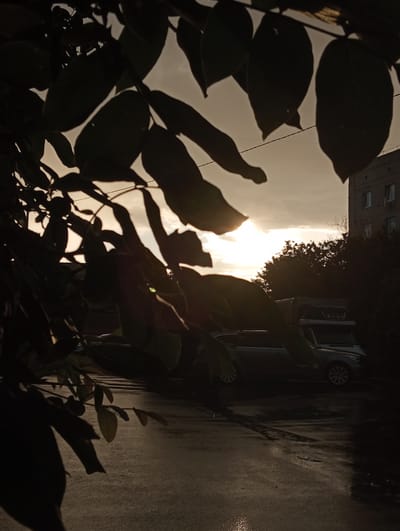 In Dymer, Ukraine, a low-angle shot captures an overcast sky at sunset, with the sun partially obscured by clouds and silhouetted leaves in the foreground. The foreground is dominated by the dark silhouettes of broad leaves from a tree, partially obscuring the view of the background. To the right of the frame, a multi-story residential building with visible windows stands in silhouette against the sky. In the middle ground, a parked dark-colored car and a truck are visible on a wet asphalt surface, suggesting recent rain. The overall scene evokes a somber mood due to the low light and muted colors.