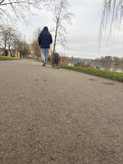 The image depicts a paved pathway in Bech-Kleinmacher, Luxembourg, bordered by grass and a body of water under an overcast sky. A single individual, viewed from behind, walks away from the camera on the path. This person wears a dark, hooded puffer jacket, light grey trousers, and dark athletic shoes with white soles. Ahead of the person and slightly to their right, a grey, short-haired dog walks on a leash, with its head lowered towards the ground. The dog exhibits white markings on its rear paws or lower legs.
The dark grey asphalt pathway shows scattered debris. To the left of the path, a grassy area contains several leafless deciduous trees and at least three unfinished wooden frame structures. A white building and a dark vehicle are partially visible in the distant left background. To the right of the path, a strip of green grass borders a wide, calm body of water, likely a river, with a tree-lined bank and distant structures visible on the opposite side. A green cylindrical buoy is present in the water on the right. Bare, dark tree branches hang into the upper right portion of the frame. The overall environment suggests a late autumn or winter day.