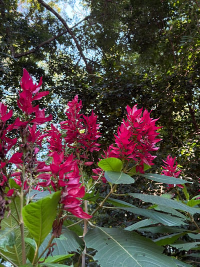 Vibrant red flowers and leafy branches dominate the foreground, contrasting with a backdrop of dense, green foliage and glimpses of a bright sky. The flowers are arranged in clusters, their pointed petals adding a dynamic shape. Sunlight filters through the canopy, creating dappled light patterns on the leaves and flowers. The perspective is low, looking upwards into the foliage, emphasizing the height and density of the plant life.