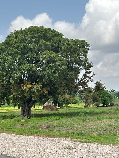 This media file displays a large, mature tree with dense green foliage, dominating the left side of the frame. The tree's trunk is thick and gnarled, suggesting age. Behind the large tree, other trees with darker green leaves are visible, some with more visible branches. The scene is set in a rural environment, with a grassy field stretching into the background, punctuated by more trees and what appears to be a small structure with a thatched roof to the right of the main tree.

The ground along the right edge of the image is covered with small, light-colored gravel. The sky above is a mix of blue sky and white, fluffy clouds, suggesting fair weather, though some darker clouds are present. The lighting implies it is daytime, possibly late morning or afternoon. The overall impression is one of a natural, tranquil landscape. No people, objects, or text are clearly identifiable in the image. The location context of Serakye, Nigeria, suggests a tropical or sub-tropical climate.