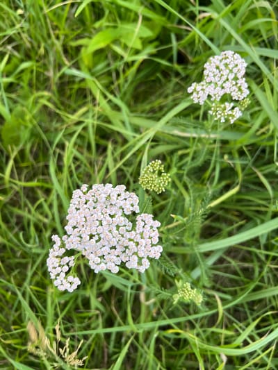 The image shows a close-up, overhead view of yarrow flowers (Achillea millefolium) growing amidst green grass. Two prominent clusters of small, white, daisy-like flowers are visible, one in the lower left quadrant and another in the upper right quadrant of the frame. Surrounding these are numerous green grass blades, some blurred due to shallow depth of field, creating a natural, wild environment. The overall impression is one of a summer meadow or field. The location is specified as Калодзежскі сельскі Савет, Belarus.