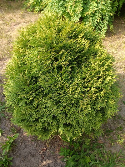 A perfectly spherical, vibrant green ornamental shrub, likely a variety of Thuja, stands proudly in the foreground of this image. Its dense foliage is a tapestry of feathery, scale-like leaves, catching the sunlight and highlighting subtle variations in color from deep green to a lighter, yellowish-green. The shrub is positioned in what appears to be a garden or park setting.
The ground around the shrub is a mix of dry, light brown earth and patches of sparse, dry grass, suggesting a warm, possibly summer day. Some green weeds and plants are visible at the edges of the frame, particularly to the left and bottom right, adding to the natural, outdoor feel. In the background, out of focus, is another leafy green shrub, its branches drooping slightly, providing a contrasting texture and color to the main subject.
The lighting suggests it is daytime, with sunlight casting gentle shadows and illuminating the textures of the shrub. The overall impression is one of a well-maintained plant in a natural, outdoor environment. There are no people or animals visible, nor any man-made objects beyond the implied garden setting. The image is likely taken in Horokhiv, Ukraine, as per the location context. No text is visible in the image.