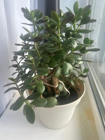 A jade plant is in a white pot on a windowsill. The plant has thick, green, oval-shaped leaves and a woody stem. The pot is round and sits on a white surface. In the background, a white curtain is visible. The windowsill appears to be made of a light-colored material, possibly plastic, and there are some faint orange stains on its surface. The scene is illuminated by natural light coming from the window. The location is identified as Kokhma, Russia.