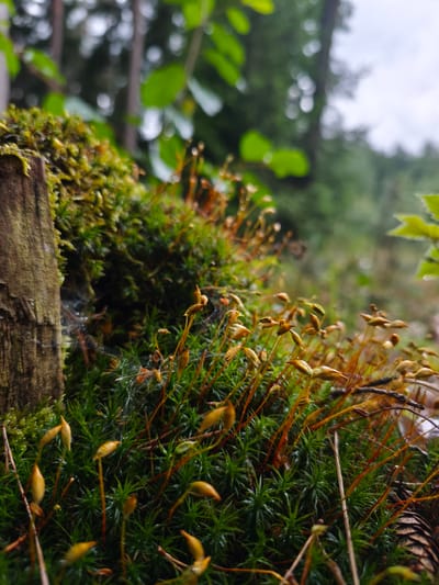 The image is a close-up, shallow-depth-of-field photograph of moss and its sporophytes growing on what appears to be a wooden surface, possibly a fallen log or post. The moss is lush and green, with numerous small, stalked capsules containing spores, which are predominantly a yellowish-brown to orange color. Some of these capsules are upright, while others are bent or have fallen. Delicate spiderwebs are visible among the moss and sporophytes. In the background, the scene is blurred, showing out-of-focus green foliage, trees, and a hint of a bright sky, suggesting an outdoor, natural environment. The overall lighting is soft, and the image appears to have been taken in a forest or wooded area. There are no people, animals, or man-made structures identifiable in the image. The location within Choceň, Czechia, is not identifiable from the visual information provided.