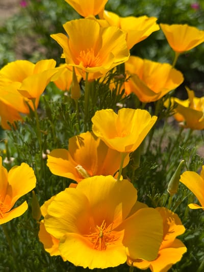 The image displays a close-up view of several vibrant orange California poppies in bloom, set against a blurred background of green foliage. The flowers are in various stages of opening, with some fully unfurled and others still developing buds. Sunlight highlights the delicate texture and bright color of the petals. The setting appears to be an outdoor garden or natural landscape. There is no indication of people, specific actions, or interactions, and the location of Selanovtsi, Bulgaria, is not visually represented in the image itself.