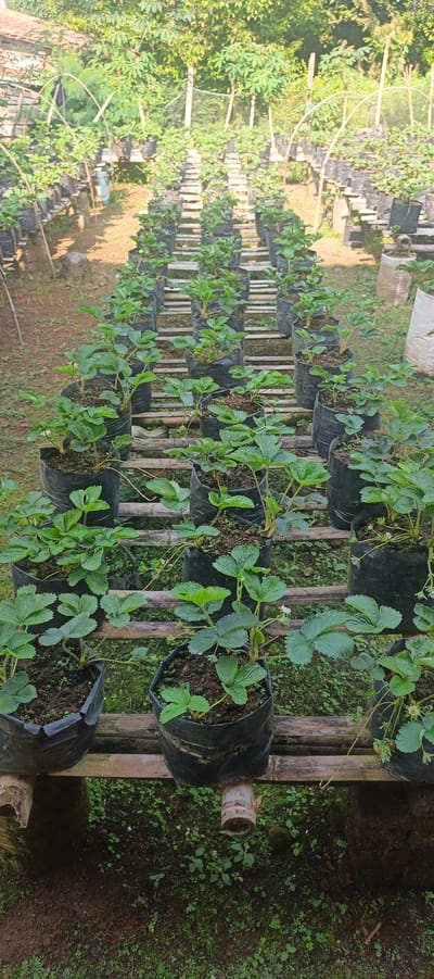 The image shows a strawberry farm in Gisting Atas, Indonesia. The farm features rows of strawberry plants in black plastic grow bags, elevated on bamboo structures. The plants are healthy and green, with some showing small white flowers and developing fruit. The background consists of lush green foliage and trees, indicating a rural or semi-rural environment. The scene is well-lit, suggesting it was taken during daylight hours.