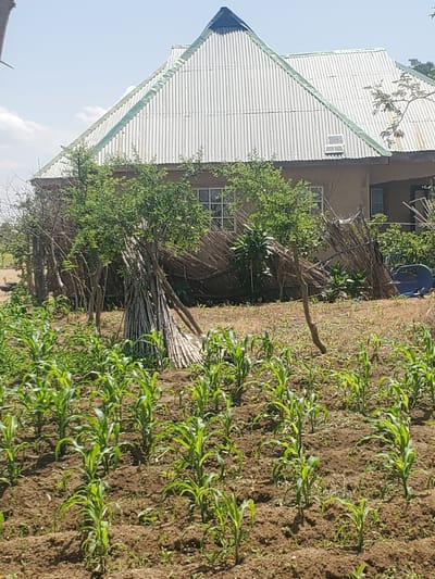 In the city of Dawaki, Nigeria, a sunlit scene unfolds featuring a modest, tan-colored house with a corrugated metal roof, characterized by a prominent central peak. A small solar panel is affixed to the right side of the roof. In front of the house, a field of young, vibrant green corn plants grows in rich brown soil. A cluster of dried bamboo stalks, tied together, stands to the left of the cornfield, adjacent to the house. Beyond the bamboo, a rustic fence constructed from sticks and thatch encloses an area where some vegetation is visible. The environment is dry and dusty, with sparse, dry grass surrounding the cornfield and a clear blue sky overhead with a few wispy clouds.