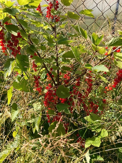 The image shows a close-up of a red currant bush with ripe red berries and green leaves. The bush is growing outdoors, with dry grass and a wire fence visible in the background. The lighting suggests it is a sunny day. The location is identified as Вережи Снт, Russia.