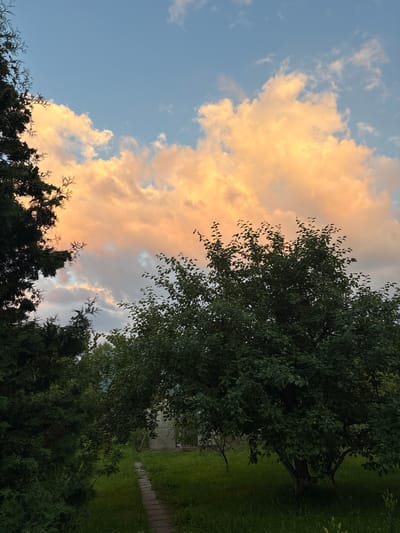 The image depicts a garden in Lyady, Russia, under a partly cloudy sky during twilight. The sky is a soft blue with large, fluffy clouds illuminated by the setting sun, casting a warm, peachy glow. In the foreground, the silhouettes of dark green evergreen trees frame the scene on the left and a leafy deciduous tree dominates the right side. A narrow, paved pathway made of grey bricks winds through the lush green grass in the center of the image. In the background, a greenhouse structure is visible, partially obscured by the trees. The overall impression is one of a tranquil, rural evening.