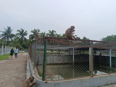 The image shows an outdoor enclosure with a fence, containing a pool of murky water and some vegetation. Several monkeys are visible, with one perched on the top of the fence, another sitting nearby on the fence, and a third on the ground in front of the enclosure, appearing to be eating. In the background, two people are walking away from the camera on a dirt path, with a line of concrete structures and trees to their left. Further in the background, more trees and a building structure with people are visible. The sky is overcast. The location is identified as Baniashanta, Bangladesh.