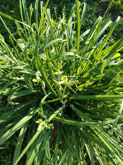 A high-angle, close-up shot captures a dense clump of green, grassy plant stalks with several pale yellow flower buds clustered near the center and top. The sunlit foliage displays streaks of light and shadow, suggesting an outdoor environment. The background is a blur of green vegetation. The scene is located in the city of Zyryanskoye, Russia.