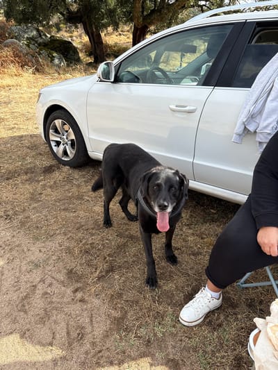 The scene depicts an outdoor setting in a natural, unpaved area near Plasencia, Spain, characterized by dry ground, scattered trees, and rocky outcrops.

A black Labrador Retriever-type dog with a grey muzzle and brow stands in the central foreground, facing the camera directly. The dog is wearing a dark harness with light-colored stripes. Its mouth is open, and a pink tongue is extended.

To the right, the lower body of a person is visible, seated on a grey portable camping chair. The person is wearing black pants and white sneakers with brown trim and white socks. Their right hand is visible, resting on their lap and holding a brown paper bag or container.

A white SUV or crossover vehicle is parked to the left and behind the dog. It features roof rails and appears to be a four-door model. A light grey hooded garment is draped over the top frame of the rear passenger door. The front passenger window is visible, revealing parts of the vehicle's interior.

The ground consists of dry, yellowish-brown grass and exposed dirt, with faint tracks. In the background, several trees with dark, textured bark and rocky formations are visible under bright natural light.
