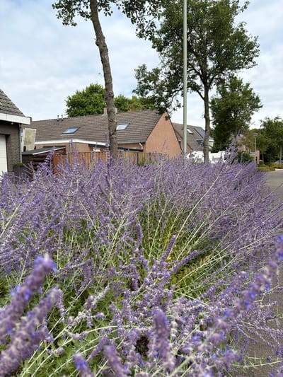 In Melick, Netherlands, an outdoor, daytime scene showcases a dense bush of purple Russian sage flowers in the foreground, extending from the lower left to the right of the frame. The flowers are out of focus in the foreground, with sharper details visible further back. Behind the flowering bush, a grey asphalt road curves to the right. To the left, a brick building with a white garage door and a detached wooden shed are visible, partially obscured by the foliage. Adjacent to the building is a light-colored, rectangular object leaning against it. Further back, a series of attached brick houses with dark tiled roofs and skylights are present. Two trees, one with a bare, thick trunk and another with denser foliage, stand between the houses and the sky. The sky is overcast with scattered clouds. A tall, light-colored utility pole is positioned to the right of the bare-trunked tree. In the distance, more trees and foliage line the street, and a white caravan is parked.