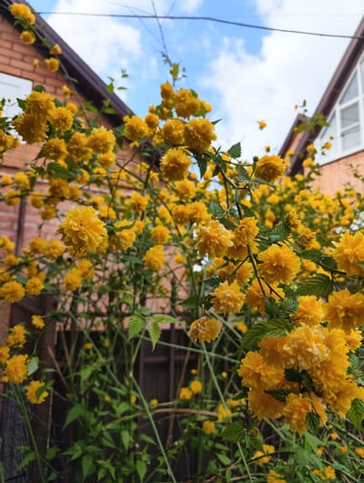 The image shows a bush of yellow Kerria japonica 'Pleniflora' flowers in full bloom in Kolosisty, Russia. The bush is situated in front of a red brick building with a brown gable roof. The sky above is blue with some clouds. A wooden fence is partially visible at the base of the bush. There are no people visible in the frame. The flowers are the primary subject, with the building and sky providing background context.