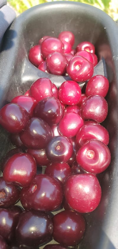 This is a close-up, overhead shot of a black bucket filled with fresh cherries. The cherries are a deep red color and appear ripe, with some showing subtle variations in shade. They are packed tightly together in the bucket, creating a rich texture. The lighting suggests an outdoor setting, possibly during the daytime, with sunlight reflecting off the smooth surface of the cherries. The background is blurred and appears to be green, likely foliage. The image does not contain any discernible elements that would allow for identification of a specific location within the city of Achern, Germany, or any details about people or actions.