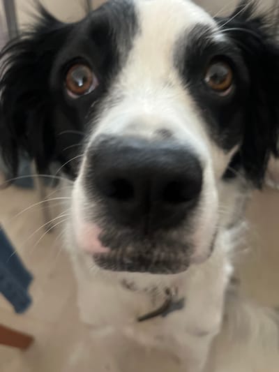 The image displays a close-up, head-on perspective of a black and white dog, identified as located in Atizapán de Zaragoza, Mexico. The dog's face occupies most of the frame, with its black, moist nose positioned centrally and slightly out of focus due to its proximity to the camera. The animal features distinct black fur patches around its brown eyes and on its ears, contrasting with a prominent white blaze extending down its forehead and muzzle. Reflective highlights are visible in both eyes, indicating an artificial light source. White whiskers protrude from the sides of its snout. A dark-colored collar with an attached dark tag or clasp is discernible around the dog's neck, partially concealed by its fur. The background is significantly blurred, consistent with an indoor environment, providing no specific identifying details other than its domestic appearance. The dog is gazing directly into the camera.