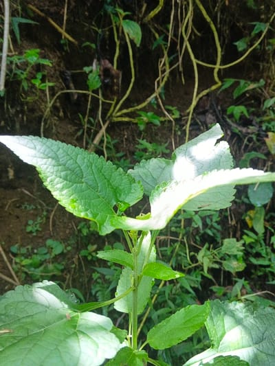 A lush, vibrant green plant stands prominently with textured leaves, some showing signs of minor damage or bites. It's surrounded by a backdrop of darker greenery and brown earth, suggesting a natural, possibly wild, setting. Thin, winding, yellow-brown vines are visible in the background, adding depth and complexity to the scene. The plant's leaves are a focal point, catching sunlight that creates highlights and shadows.
