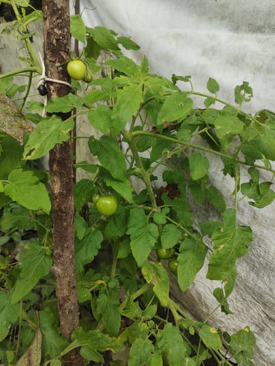 The image shows a close-up view of a tomato plant with several green tomatoes, some still developing. The plant is supported by a rough, wooden stake to which it is tied with a white rope and a small black object. The leaves of the tomato plant are various shades of green, with some showing signs of damage or discoloration. In the background, there is a textured, off-white material that appears to be some kind of fabric or sheeting. The scene suggests an outdoor garden setting, possibly in a residential area or a small farm. The specific location in Cintadamai, Indonesia is not discernible from the image itself, as no landmarks or identifying features are visible.