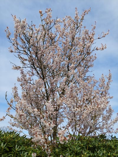 The image shows a tree in full bloom with pale pink or white blossoms against a blue sky with wispy clouds. To the right of the flowering tree is a dense, green bush with glossy leaves. The photograph appears to be taken looking upwards towards the tree. Considering the prompt to include the city of Ganderkesee, Germany, it could be surmised that this scene is located within a park or residential area in Ganderkesee, Germany, during springtime.