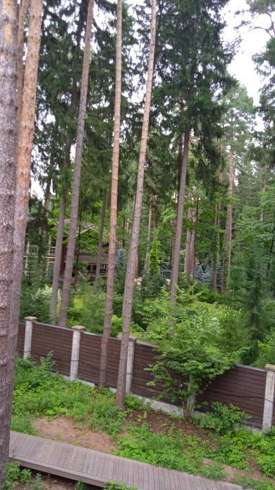 The image captures a dense forest scene with tall pine trees dominating the frame. A wooden fence with concrete pillars runs horizontally across the mid-ground, separating a wooded area from a path or boardwalk in the foreground. In the background, partially obscured by trees, is a multi-story wooden house. The environment appears to be a natural setting, likely a residential area within a forest, possibly within the city of Sosnovy Bor, Leningrad Oblast, Russia, given the user prompt. The lighting suggests it is daytime, with diffused light filtering through the dense canopy. There are no people visible in the image. The overall impression is one of a secluded, wooded property.