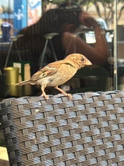 A small, brown sparrow is perched on the woven plastic seat of an outdoor chair. The bird is facing left and its head is slightly turned. In the background, through a glass surface, reflections of trees, a person, and some blue and red objects are visible. The scene appears to be outdoors, possibly in a cafe or restaurant area in Campillo Del Moro, Spain, given the presence of outdoor furniture and the style of the building exterior suggested by the reflections.