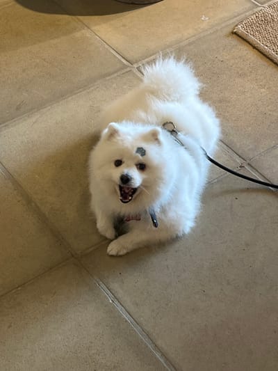 An overhead shot captures a fluffy white dog with black markings on its forehead. It's wearing a collar and attached to a leash. The dog appears to be mid-bark or yawn, revealing its teeth. The background is a tiled floor, with a glimpse of a tan rug in the upper-left corner.