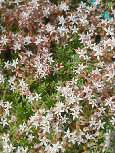 The image is a close-up, overhead shot of a cluster of small, star-shaped white flowers with pinkish-red centers and thin, reddish stems. The flowers are densely packed, with many individual blossoms visible. They are set against a background of vibrant green, succulent-like foliage. The lighting suggests it is daytime, and the scene appears to be outdoors. There are no people or animals in the image. The context of "Великово, Russia" is not visually represented in the image itself.
