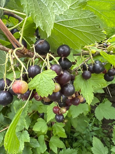 A close-up, eye-level shot depicts a cluster of blackcurrants growing on a bush. The berries are a deep purple-black, with some showing hints of red and green, indicating varying stages of ripeness. They are attached to thin, pale green stems that hang from a thicker, brown branch. Large, serrated green leaves with prominent veins surround the fruit, some partially obscuring the berries. The background is a blur of green foliage and darker shadows, suggesting an outdoor garden setting. The overall impression is of ripe fruit on a plant in its natural environment. The image does not contain any people or identifiable landmarks.