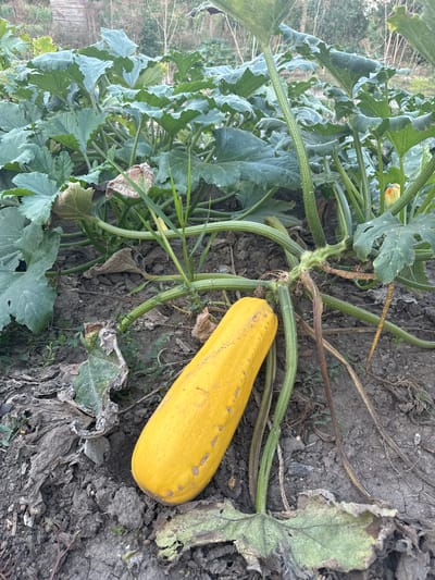 A ripe, yellow squash lies on the ground amidst large green leaves and vines of a squash plant. The scene is set outdoors in what appears to be a garden or agricultural field. The soil is dark and somewhat dry, with some scattered debris like dead leaves. The background shows more foliage and a hint of trees or bushes, suggesting a rural or semi-rural setting. There are no people visible in the image. The focus is on the squash and its plant. This image was taken in Botnăreștii Noi, Moldova.