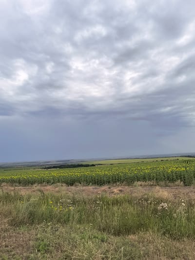 The image depicts a vast field of sunflowers under a cloudy sky in Kruzhilinskii, Russia. The foreground is characterized by dry, overgrown grass and scattered wildflowers. A dirt path runs horizontally across the middle ground, separating the foreground from the expansive sunflower field. The sunflower field is densely packed with yellow-petaled flowers, all facing in a consistent direction. In the background, rolling hills and distant vegetation are visible, fading into a hazy horizon. The sky is filled with heavy, grey clouds, suggesting an overcast day, with a darker, rain-like band visible in the distance. There are no people or animals present in the scene.