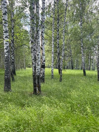 This is a vertical, medium-shot, eye-level, outdoor photograph of a birch forest with lush green grass. The foreground is dominated by tall, slender blades of grass, interspersed with smaller, lighter green vegetation and a few tiny purple and yellow wildflowers. In the mid-ground, several mature birch trees with their characteristic white and black bark are prominent. Their trunks are textured and show signs of age. The sunlight filters through the dense canopy of green leaves, creating dappled light effects on the grass and tree trunks. The background consists of a dense forest of birch trees, receding into the distance, with a bright, slightly hazy sky visible through the upper branches. The overall impression is one of a vibrant, sunlit natural environment. There are no people or animals visible in the image. The location is identified as a birch forest in Novo-Chuvashsky, Russia.