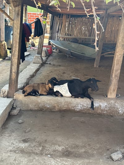 A small group of goats, including at least one adult black and white goat and a smaller brown goat, are resting on a concrete ledge within an open-air structure in Komodo Village, Indonesia. The structure appears to be made of wood and bamboo, with a corrugated metal roof partially visible. Laundry, including a dark-colored garment and a red item, hangs from a wooden beam on the left side of the frame. Other objects in the background include a large blue barrel, a red plastic crate, and what looks like a satellite dish. The ground is dirt and gravel. The scene depicts a rural, outdoor environment.