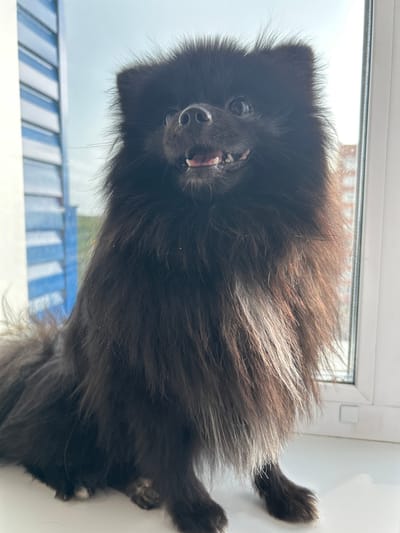 A black Pomeranian dog is positioned on a windowsill, looking directly at the camera. The dog's mouth is slightly open, revealing its teeth and tongue. Its fur is long and fluffy, with some lighter brown and grey strands interspersed with the black. The background is blurred, but appears to show an outdoor scene with greenery and a cloudy sky, suggesting it might be daytime. The windowsill is white and smooth, and a white window frame is visible above the dog. Below the windowsill, there is a blue and white striped object, possibly a roof or railing, indicating an urban or suburban setting. The overall mood is casual and perhaps playful, given the dog's direct gaze and open mouth. There is no visible text in the image. The location is identified as Солнечный, Russia.