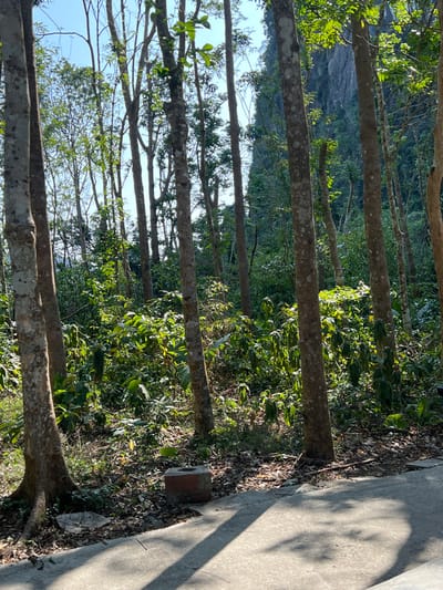 The image captures a sunlit natural landscape, likely a forest or wooded area, with a distinct concrete path on the right, set in Trân Châu, Vietnam. Numerous tall, slender tree trunks with light brown-grey, textured bark are prominent, stretching vertically from the bottom to the top of the frame. Many of these trees appear to have sparse lower branches, with denser green foliage concentrated higher up and forming a lush undergrowth and mid-level canopy behind the main trunks.
In the background, a large, rocky, grey mountain or hill is partially visible through the gaps in the trees, indicating a hilly or mountainous terrain. Patches of clear blue sky are seen through the tree canopy.
The concrete path on the right side is bathed in bright sunlight, with long, defined shadows cast across it from the trees, suggesting it is either morning or late afternoon. The ground directly adjacent to the trees is covered with dry leaves and some small plants. A hollow, brick-like object and a smaller, light-colored object, possibly a stone or a piece of wood, are discernible on the ground near the path.
The scene depicts a tranquil natural setting. There are no people or specific activities taking place. No visible text is present in the image.