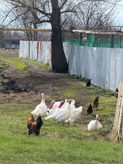The image depicts a rural scene in Семёновка, Russia. Several turkeys and chickens are in a grassy yard. A corrugated metal fence borders the yard. A large, bare tree is adjacent to the fence. The ground transitions from grass to bare earth and moss near the fence.