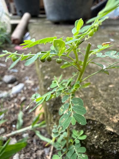 The image depicts a close-up view of a small, herbaceous green plant identified as *Phyllanthus niruri* (chamber bitter) growing from the soil. The plant features numerous small, ovate, alternate leaves arranged along slender stems. Several small, spherical green fruits are visible clustered along the stems, particularly in the upper and mid-sections. A small, light-brown insect with an elongated body is present on one of the leaves in the upper right quadrant. The plant is positioned in the foreground and center, with its lower portion rooted in dark brown soil mixed with small gray pebbles. In the blurred background, a concrete surface or structure is visible on the right, exhibiting variations in tone and texture. To the upper left, out-of-focus dark grey cylindrical objects, possibly plant pots, are discernible, along with a blurred, light brown, elongated object on the ground behind the plant, potentially a tool handle. The scene is illuminated by natural light, casting no distinct shadows. The location is specified as Pulorungkom, Indonesia.