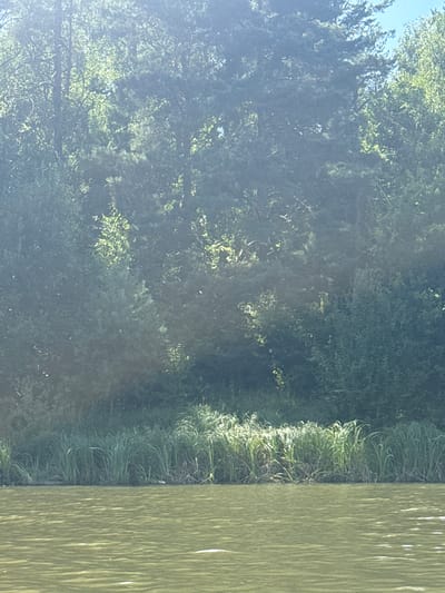The image shows a body of water in the foreground, with a shoreline and a dense forest in the background. The water is calm and appears to be a greenish-brown color. The shoreline is lined with tall, green grass and some reeds. The forest behind the shoreline is full of lush green trees, with sunlight filtering through the leaves, creating a dappled effect. The sky is visible at the top of the image, and it appears to be a clear blue. The image depicts a natural, serene environment. The provided context suggests the location is in the city of Tiutky, Ukraine.
