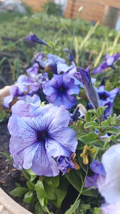 The image depicts a close-up view of several purple petunia flowers in a garden setting. The flowers are in various stages of bloom, with some fully open and others still forming buds. The foreground is dominated by a large, light purple petunia with dark purple veins radiating from its center. In the background, other purple petunias are visible, along with green foliage and a hint of dark soil. The lighting suggests it is daytime, possibly early morning or late afternoon, with a soft, diffused light. The image does not contain any people, actions, or interactions. The location is identified as Pavino, Russia, suggesting a temperate climate suitable for growing these flowers. The scene is natural and tranquil, focusing on the beauty of the flowers.