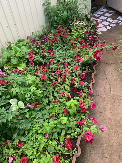 This is a high-angle medium shot of a flowerbed located in the city of Energetik, Russia. The flowerbed is filled with numerous dark pink and red petunias, interspersed with green foliage and a few white flowers with yellow centers. The flowers are wet, suggesting recent rain. The flowerbed is bordered by a scalloped, brown edging and sits next to a cracked concrete path. To the left of the flowerbed is a light-colored corrugated metal fence. In the background, a portion of a tiled walkway is visible. No people or animals are present in the scene.
