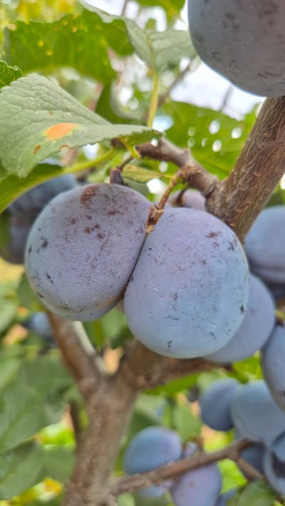 The image shows a close-up, vertical shot of ripe plums on a tree branch. The plums are a deep purple-blue hue with a slightly powdery coating. Two plums are prominently featured in the foreground, appearing almost fused together. They are surrounded by green leaves, some of which show signs of minor damage or discoloration. The tree branch is rough and brown, with smaller branches extending outwards. In the background, other plums and leaves are visible, slightly out of focus, creating a shallow depth of field. The lighting suggests it is daytime, with some dappled sunlight filtering through the leaves. The setting appears to be an outdoor orchard or garden. The image does not provide any information about the city of Doirentsi, Bulgaria.
