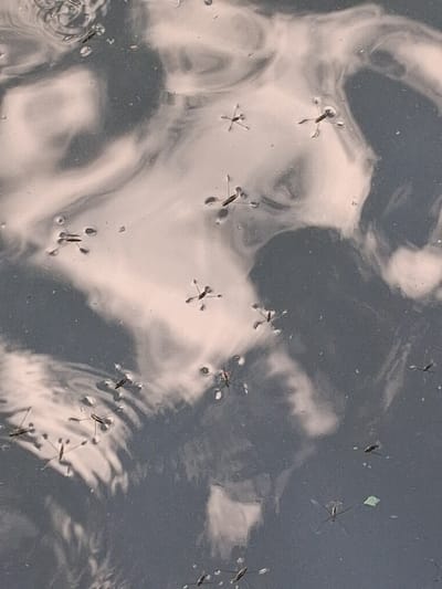 The media file captures a close-up, high-angle view of numerous water striders on the surface of a body of water. The water is dark and appears to be reflecting light, creating swirling patterns of lighter and darker tones that resemble clouds or abstract shapes. The water striders, small insects with long legs, are scattered across the surface, appearing as dark, spindly figures against the reflective water. Some water striders are clustered together, while others are more isolated. The overall scene is one of natural tranquility, with the focus on the activity of these insects on the water's surface. There are no visible people, text, or specific location cues in the image itself. The lighting suggests it could be daytime, but the weather conditions are not discernible. The context provided places this scene in Reutyntsi, Ukraine.