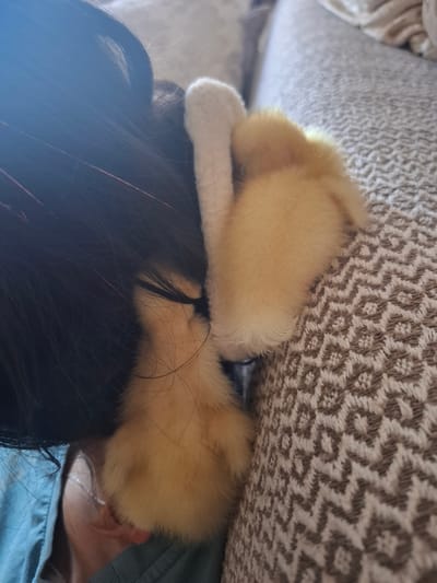 This image shows a close-up of a person's head with dark hair resting on a textured, patterned couch. A small, fluffy, yellow duckling is nestled against the person's hair and neck, with one white paw visible. The duckling appears to be sleeping or very relaxed. The background is blurred, but suggests an indoor setting with soft furnishings. There are no discernible landmarks or elements that would indicate a specific location within Büyükçekmece, Turkey.