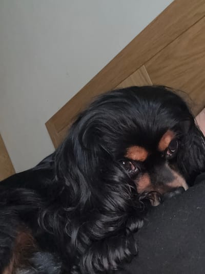 A black and tan Cavalier King Charles Spaniel is lying on its back. The dog's head is close to the viewer, with its face tilted upwards. The dog has long, black fur and tan markings above its eyes. To the left of the dog is a light-colored wall meeting a wooden surface. The dog is partially lying on a dark-colored object or surface. This image cannot be linked to Dorkovo, Bulgaria, as there is no information to support the location.