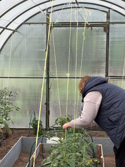 An indoor, eye-level shot, rotated ninety degrees clockwise, shows a person tending to tomato plants inside a greenhouse in Ol'khovo, Russia. The individual, seen from the back and side, wears a dark blue puffer vest over a light brown long-sleeved top. They are bent over, with their right hand positioned near the base of a green tomato plant, suggesting an activity like pruning, tying, or inspecting the plant. The plants, some featuring small yellow flowers, are growing in soil within what appears to be raised beds or borders, constructed with grey panels and wooden elements.
The greenhouse structure is prominent, featuring an arched roof and walls made of translucent, corrugated polycarbonate panels, supported by a metal framework. Various yellow and white strings or twine are stretched horizontally and vertically across the space, likely serving as support for the growing plants. Green plant supports or hoops are also visible around some of the plants. Through the translucent panels, blurred green foliage is discernible in the background, indicating an outdoor setting. A metal latch and chain are visible on a frame section in the upper left portion of the image. The lighting suggests daytime, possibly overcast, with no strong shadows. No visible text is present in the image.