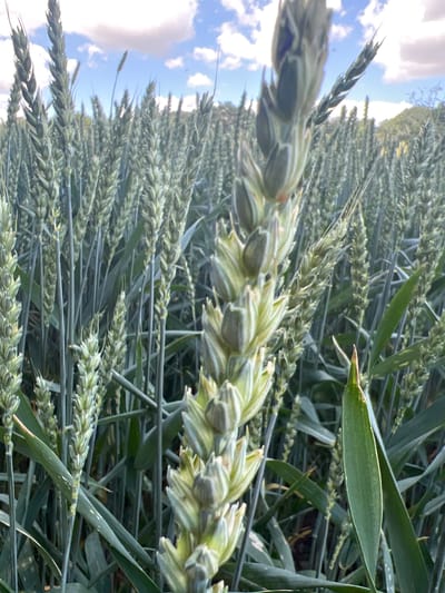 An extreme close-up shot focuses on the head of a wheat stalk, with the stalk and kernels in sharp detail. Behind it, a field of wheat extends into the background, with rows of stalks fading into a soft blur. The sky above is a mix of blue with scattered white clouds. The image was taken in a wheat field in Bolechowice, Poland.