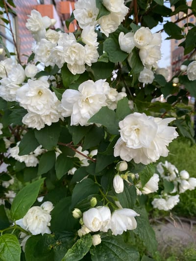 A close-up, outdoor, eye-level shot captures a cluster of white, double-petaled jasmine flowers in bloom, with their green leaves and some buds visible. The background is blurred, showing a hint of an urban environment with buildings and possibly streetlights, suggesting a location in Kanisty, Russia. There are no people or animals in the frame.