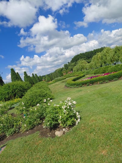 The image depicts a park or garden landscape in Kovalivka, Ukraine, on a bright, sunny day with a blue sky dotted with white clouds. The foreground features a well-maintained lawn with a cluster of white roses on the left. Further back, a neatly trimmed green hedge forms a border, and behind that, rows of colorful flowers, primarily pink and purple, are planted in a flower bed. Beyond the flower beds, there are more manicured green bushes and tall, conical evergreen trees arranged in a line. The background consists of a densely wooded hillside with willow trees. The overall impression is one of a serene and orderly natural setting.
