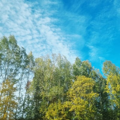 The image displays a natural landscape dominated by a bright blue sky and a dense treeline. The sky, occupying approximately 60% of the frame, is a vibrant azure with scattered white cumulus clouds, more concentrated on the left side and gradually thinning towards the right. The lighting suggests a clear, sunny day. The lower portion of the image features the upper canopies of numerous deciduous trees, presenting a mix of green and yellow foliage. Taller, slender trees with distinct yellow leaves are visible on the left, while the center and right foreground show a denser mass of trees with varied shades of green and yellow-green leaves. The color transition in the leaves indicates either late summer or early autumn conditions. No human figures, animals, or man-made structures are visible. The scene is devoid of specific actions or interactions. Based solely on the visual information provided, the precise location within the city of Norrköping, Sweden, cannot be determined, as the scene depicts generic natural elements common to many parks or wooded areas.
