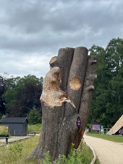 The image shows a large, intricately carved tree stump, likely part of a public art installation. The carving appears to be of a badger's head emerging from the wood. Several smaller logs are stacked behind it, also appearing to be carved. A small, purple, oval sign is attached to the stump, with white text that reads "Look up". The scene is outdoors, with a path and a small shed visible in the background. Lush green trees and foliage surround the area, and the sky is overcast, suggesting a cloudy or slightly gloomy day. The overall impression is of a whimsical, nature-inspired artistic display. There are no people visible in the image. The location is identified as Stafford, United Kingdom.