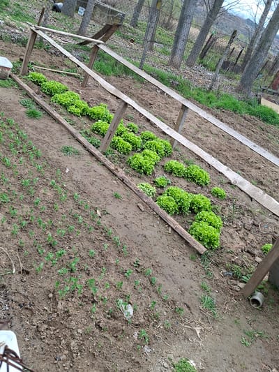 The image depicts a garden plot in Moshtanets, Bulgaria. The plot is divided into sections by wooden planks forming a makeshift border. One section contains several mature heads of lettuce. Another section is planted with a low-lying crop, potentially peas or a similar legume, with small seedlings emerging from the soil. The ground is earthy and somewhat uneven. A simple wooden frame structure, potentially for supporting climbing plants, is visible to the left. A fence line with bare trees is in the background, indicating a rural or semi-rural setting. A gray plastic pipe end is visible in the upper right corner of the image.